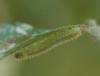 324010 – Photo : Catherine Reymonet-Smitten – France (19)